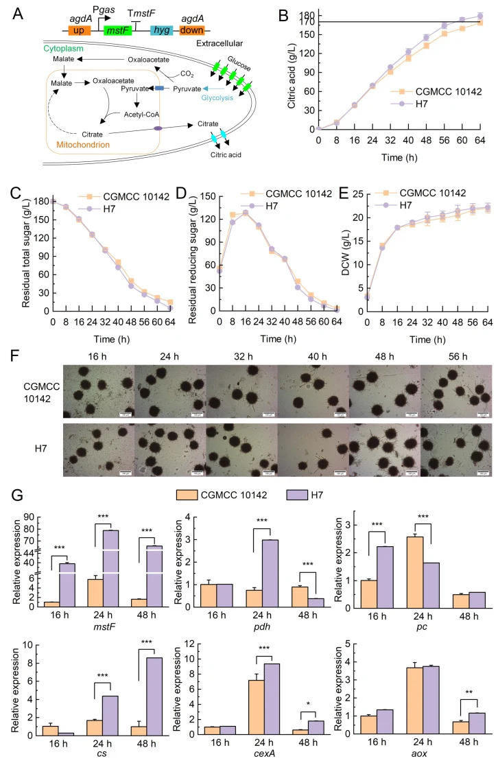 Inductive expression of mstF in A. niger using the promoter P gas . ( A ) Schematic diagram of mstF single overexpression in A. niger . ( B – E ) Citric acid, residual total sugar, residual reducing sugar, and dry cell weight (DCW) were measured every 8 h in a 30 L fermenter. ( F ) Microscopic obser