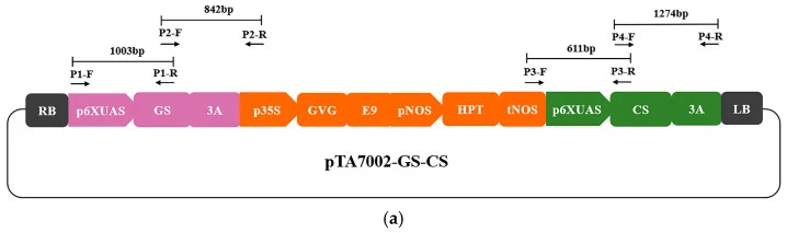 ( a ) Schematic representation of the plasmid construct used for C. roseus hairy root transformation and the primer binding sites for transgene verification. RB , right border of T-DNA; LB , left border of T-DNA; p35S , cauliflower mosaic virus 35S promoter; GVG , chimeric transcription factor conta