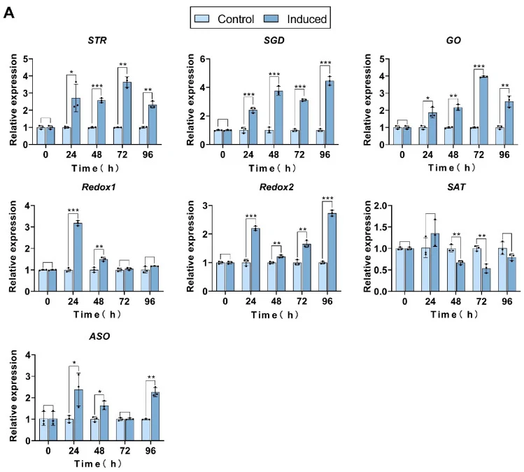 Relative mRNA levels of MIA pathway genes in hairy roots following induction of GS and CS overexpression with 3 μM dexamethasone for 0, 24, 48, 72, and 96 h compared with the control (the same root line treated with an equivalent volume of ethanol). ( A ) Relative expression of MIA pathway genes inv