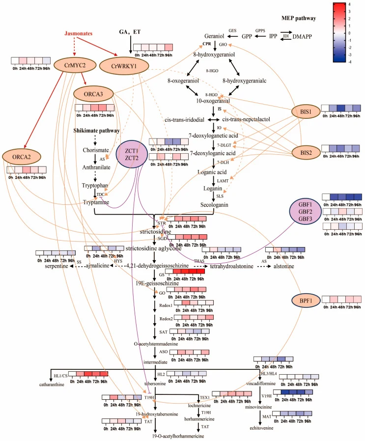 C. roseus中MIA途径及其转录调控网络的整合图谱。基因符号旁的热图显示了在GS和CS过表达诱导后,工程毛状根中的时间表达模式(0、24、48、72和96小时)。椭圆形代表关键转录因子。橙色实线和虚线箭头分别表示直接和间接激活,而条头紫色线表示抑制。紫色实心圆表示负调控因子;橙色圆表示正调控因子。