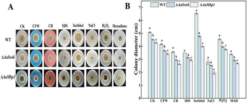 图1:AaSwi6和AaMbp1参与互格链格孢(A. alternata)的胁迫响应。(A) WT、ΔAaSwi6和ΔAaMbp1菌株在补充有50 μg/mL钙荧光白(CFW)、200 uM刚果红(CR)、0.02%十二烷基硫酸钠(SDS)、1 M山梨醇、1 M NaCl、5 mM H₂O₂和60 uM甲萘醌(MAD)的PDA培养基上,于28°C培养5天的营养生长情况。(B) WT、ΔAaSwi6和ΔAaMbp1菌株在不同外源胁迫下菌落直径的统计分析。不同字母表示差异显著(Duncan多重比较检验,p < 0.05)。