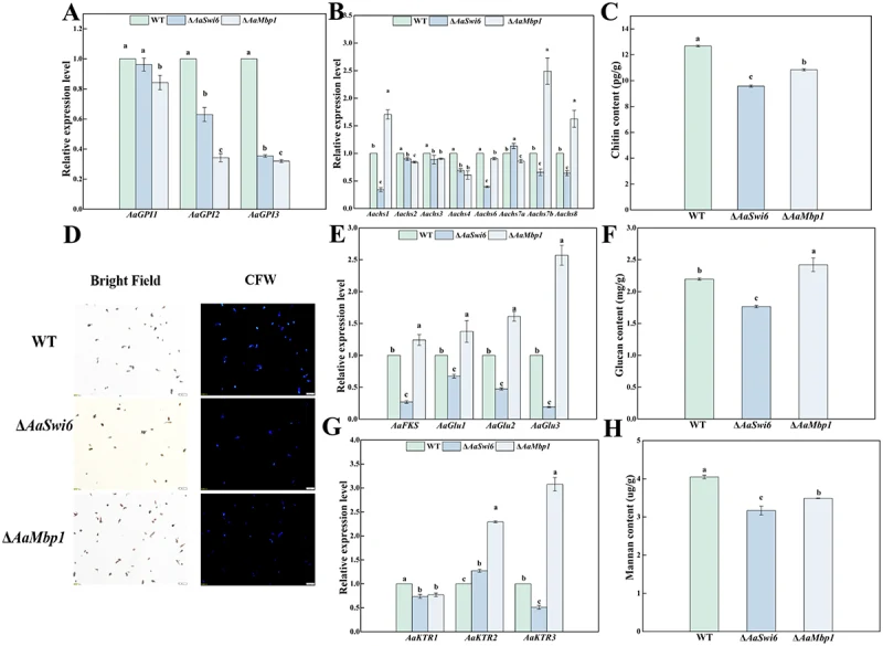 AaSwi6 and AaMbp1 are necessary for the cell wall compositions of A. alternata . (A) Expression analyses of genes related to GPI-anchored proteins. (B) expression analyses of genes related to chitin synthase. (C) the chitin content of WT, Δ AaSwi6 , and Δ AaMbp1 strains on PDA at 28°C for 6 d. (D) C