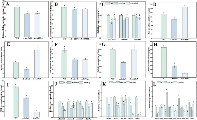 AaSwi6 and AaMbp1 are involved in the production of secondary metabolites of A. alternata . (A-B) the intracellular and extracellular melanin content of WT, Δ AaSwi6 , and Δ AaMbp1 strains on PDB at 28°C for 6 d, (C) expression analyses of genes related to DHN melanin synthase, (D-J) the mycotoxin c