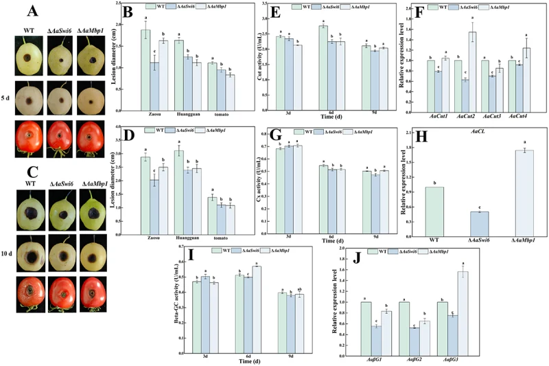 Both AaSwi6 and AaMbp1 are involved in the pathogenicity of A. alternata . (A-D) after inoculating “Zaosu” pear, “Huangguan” pear, and tomato with WT, Δ AaSwi6 , and Δ AaMbp1 strains, the lesion diameters were measured. (A) 5 d lesion morphology, (B) 5 d lesion diameter, (C) 10 d lesion morphology,