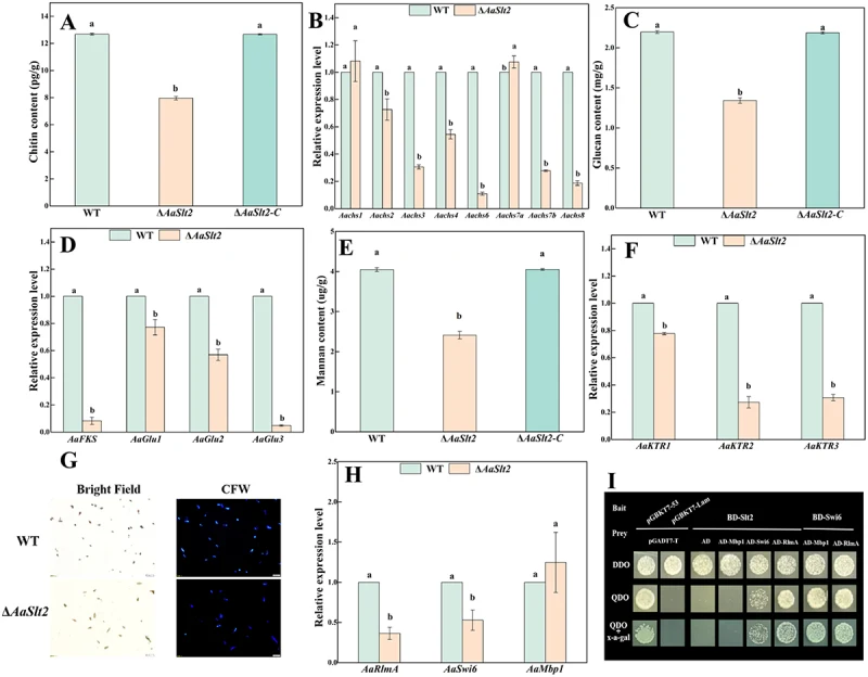 AaSlt2 is necessary in the cell wall compositions of A. alternata . (A) The chitin content of WT, Δ AaSlt2 and Δ AaSlt2-C strains on PDA at 28°C for 6 d, (B) Expression analyses of genes related to chitin synthase, (C) The glucan content of WT, Δ AaSlt2 and Δ AaSlt2-C strains on PDA at 28°C for 6 d,