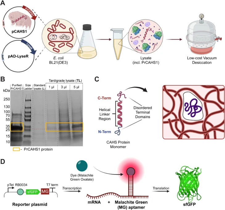 Conceptual design of the study and generation of PrCAHS1 protein-containing lysates. (A) Schematic of the workflow to produce solid-state lysates. A plasmid encoding for the inducible expression of the PrCAHS1 protein is cotransformed with the constitutively expressing autolysis plasmid into E. coli