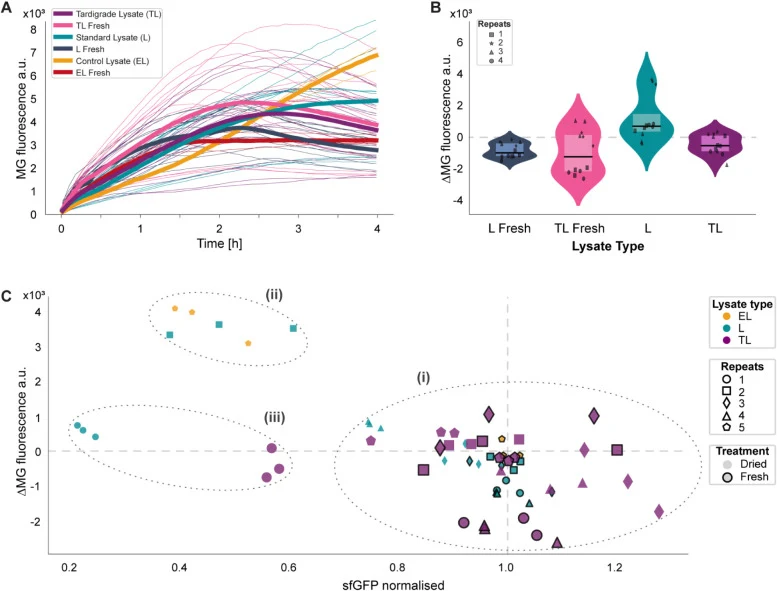Effects of PrCAHS1 protein on transcriptional dynamics after desiccation. (A) Malachite green (MG) fluorescence kinetics across four separate short-term (1 week) desiccation experiments of different lysate types (EL, L, TL) compared to their fresh controls. Solid thick lines show mean values, and th