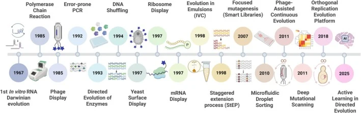 Timeline of milestones in directed evolution. Key advances from the first in vitro RNA Darwinian evolution [ 1 ], PCR and phage display [ 2 , 15 ], early directed evolution and mutagenesis strategies [ 4 , 5 , 11 ], display and compartmentalization technologies [ 12 , 13 , 16 , 17 ], to smart librar