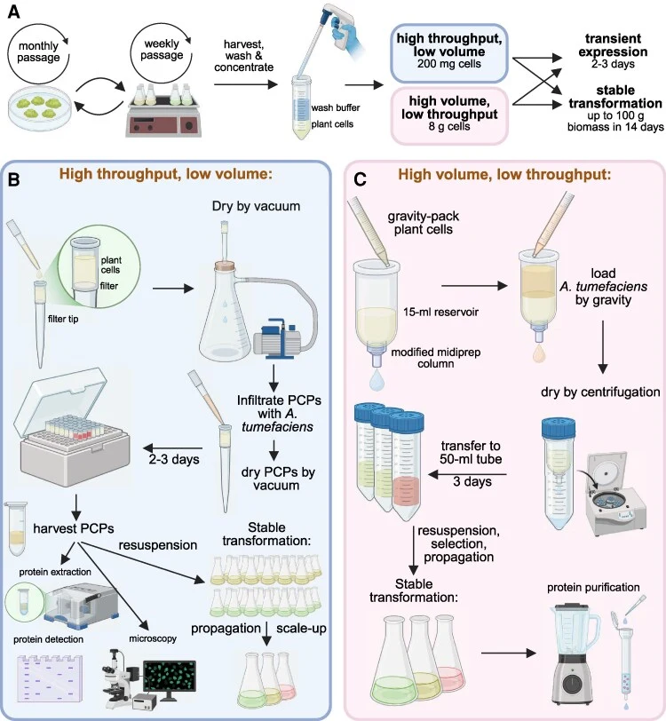 Workflow and applications of plant cell pack (PCP) infiltration in Arabidopsis suspension cells for stable and transient transformation at different scales. (A) Plant cells are maintained by weekly or monthly passaging in liquid or solid MS medium, respectively. Washed plant cells grown in liquid me