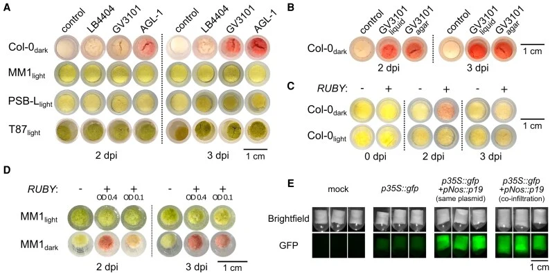 Optimization of transient expression in Arabidopsis suspension cells by plant cell pack (PCP) infiltration. (A) PCPs of four different Arabidopsis cell lines infiltrated with three different A. tumefaciens strains harboring a plasmid with the RUBY reporter. Pictures were taken 2 and 3 days post-infi