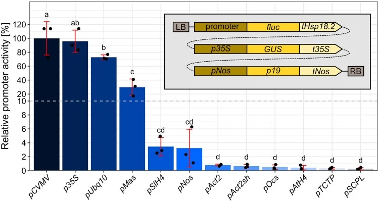 Various constitutive promoters of different strength allow transgene expression in Arabidopsis suspension cells. Relative promoter activity as determined by LUC reporter assays. Different constitutive promoters driving expression of the firefly luciferase ( fluc ) gene were co-transformed with a GUS