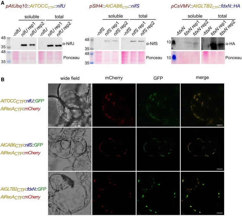 Soluble proteins of the NifB functional module can be expressed and targeted to plastids in Arabidopsis suspension cells. (A) Western blots of total and soluble plant cell extracts transformed with nifU , nifS , and fdxN driven by the Arabidopsis ubiquitin-10 promoter, the tomato histone H4 promoter