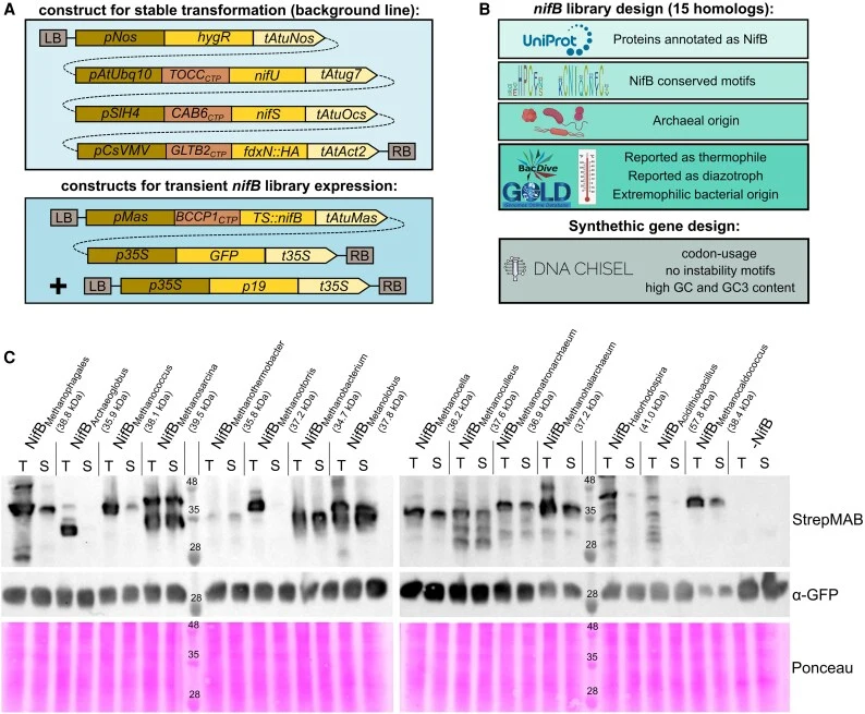 Solubility screening identified new archaeal NifB protein variants suitable for plant expression. (A) Construct and expression design for the NifB solubility screening. A stably transformed background line expressing nifU , nifS , and fdxN::HA was generated first. In this background line, the differ