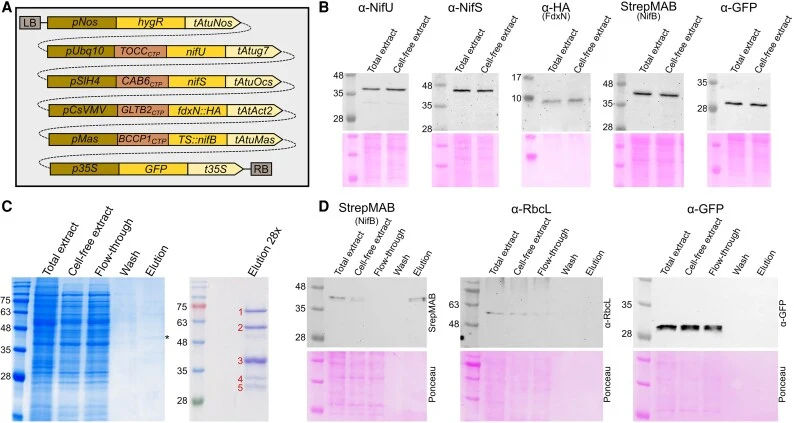 Multi-gene stacking of the NifB module in stably transformed plant cells. (A) Construct design for stable transformation of expression plastid-targeted NifU, NifS, FdxN::HA, Twin-Strep::NifB, and cytosolic GFP. CTP, chloroplast-targeting peptide. (B) Western blots and Ponceau-stained membranes of to
