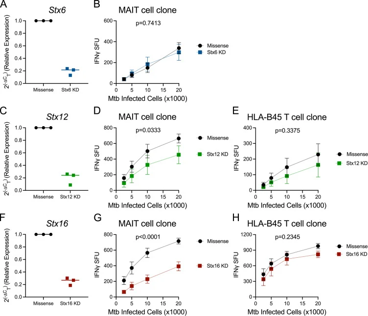 Stx12 and Stx16 blockade specifically impair MR1 presentation during Mtb infection. A ) RT-qPCR of RNA isolated from Missense control and Stx6 knockdown (KD) BEAS-2Bs. Stx6 expression was calculated relative to Gapdh. B ) IFN-γ ELISpot assay with Mtb infected Missense control and Stx6 knockdown BEAS