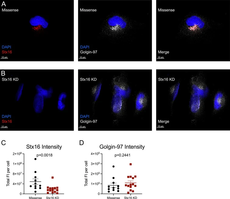 Stx16 localizes with the TGN. A ) Missense control and B ) Stx16 knockdown (KD) BEAS-2B: TET-MR1GFP LV cells stained with antibodies against Stx16 (left) and golgin-97 (center); merge of Stx16 and golgin-97 (right). Representative images from n = 2 independent experiments. A single Z-stack is shown.