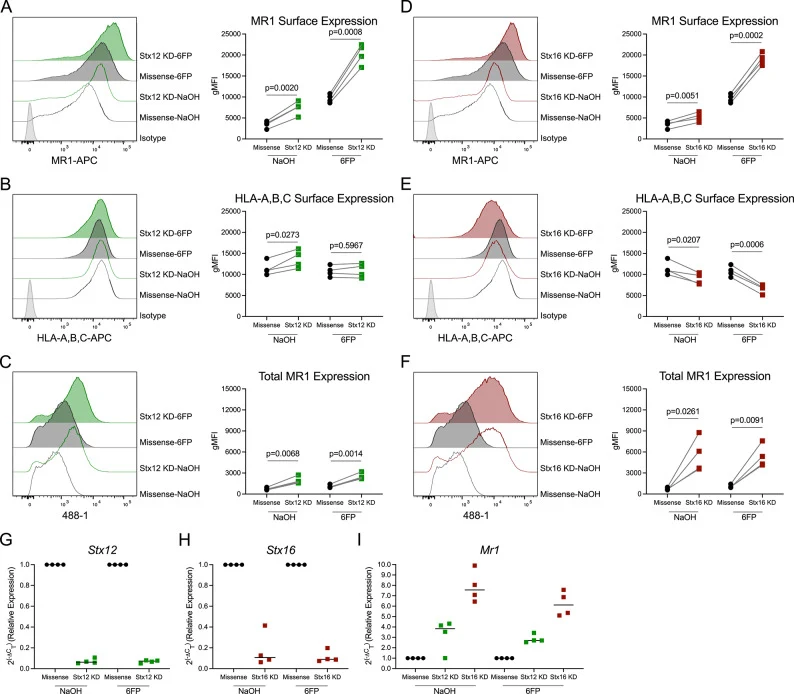 Stx12 and Stx16 blockade increase MR1 surface stabilization and total expression. A - F ) Flow cytometry analyses of 100µM 6-FP or 0.01 M NaOH solvent control treated Missense control, Stx12, or Stx16 knockdown (KD) MR1-GFP BEAS-2Bs. Representative histograms (left) and gMFI values (right). A ) MR1
