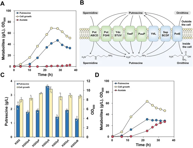 (A) Fed-batch fermentation profile of the PUT1 strain (XQ52 harboring the p15SpeC-S112SargF-S100SglnA plasmid). (B) Schematic illustration of putrescine transporters in E. coli, including both importers (PotABCD, PotFGHI, YdcSTUV, YeeF, PuuP) and exporters (YtfL, SapBCDF, PotE). (C) Comparison of pu