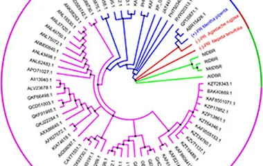 Phylogenetic analysis of alkene reductases from the MDR superfamily. The clades of alkene reductases from the MDR superf