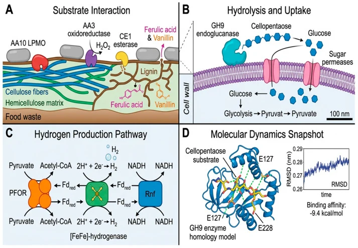 Integrated lignocellulose deconstruction and hydrogen production by B. subtilis T7 in consolidated bioprocessing. ( A ) Schematic representation of B. subtilis T7 adhering to untreated food waste, secreting oxidative CAZymes (AA10, AA3, CE1) that disrupt the lignin matrix (brown) and hydrolyze cellu