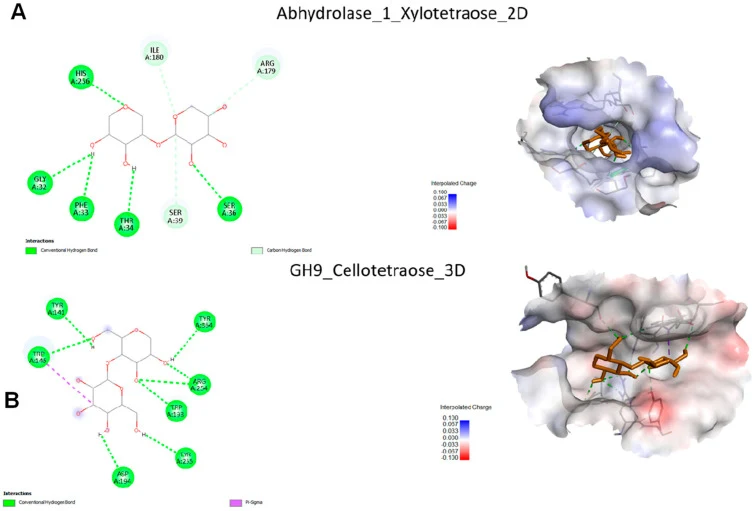 Molecular docking interaction analysis of carbohydrate ligands with glycoside hydrolase enzymes. The left panels show the 2D interaction maps, while the right panels present the corresponding 3D binding conformations within the active-site cavities. ( A ) Docking of xylotetraose with Abhydrolase_1,