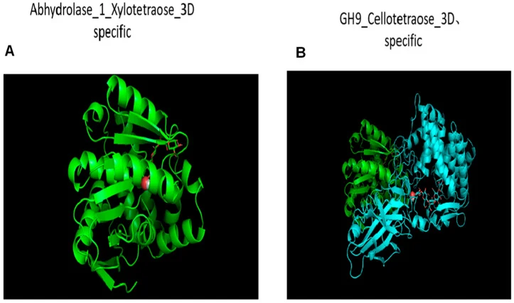Three-dimensional visualization of protein–ligand docking complexes showing substrate binding within the catalytic pockets of selected enzymes. ( A ) Docked complex of Abhydrolase_1 with xylotetraose, represented as a ribbon model (green) with the ligand shown in stick representation at the active s