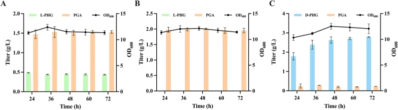 Constructing an initial D-PHG-producing strain. (A) The production of the by-product L-PHG by the strain XYJ06 ( E. coli BW25113 harboring the empty plasmid pET-lac); (B) The production of the by-product L-PHG by the strain XYJ07 (generated by deleting the genes encoding endogenous aminotransferases