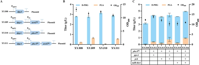 Redirecting carbon metabolic flux for D-PHG over-production. (A) Schematic diagram of plasmid construction in production strains XYJ08-11; (B) Strengthening D-PHG biosynthesis by relieving feedback inhibition in the shikimate pathway (XYJ08 harboring pCS-P lpp0.6 - dpgA ; XYJ09 harboring pCS-P lpp0.