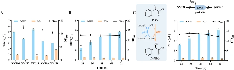 Enhanced D-PHG production by strengthening aminotransferase expression and amino group donor supply. (A) Optimization of D-PhgAT expression using four promoters with different strengths (XYJ16 carrying promoter P lpp0.6 ; XYJ17 carrying promoter P lpp0.2 ; XYJ18 carrying promoter P lac ; XYJ19 carry