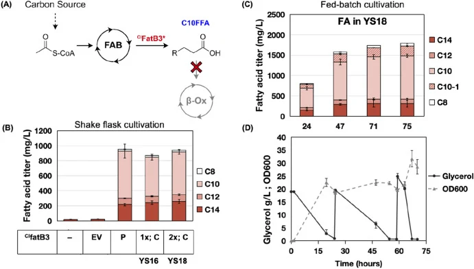 Engineering and scale-up of decanoic acid production. (A) Schematic representation of the metabolic engineering strategy for decanoic acid biosynthesis. (B) Effect of plasmid-based versus chromosomally integrated Cl fatB3-tr-D10S (Cl fatB3∗) on medium-chain fatty acid titers in E. coli ΔfadRBAIJ in