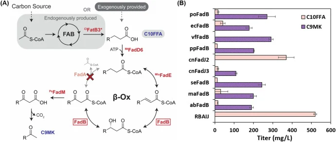 Bioprospecting FadB homologs for methyl ketone production. (A) Schematic representation of methyl ketone production pathway. Pathway deletions are indicated by a red cross. Decanoic acid is exogenously provided (dark grey) to the β-oxidation deletion strain (ΔfadRBAIJ) harboring pTrc99a-Mt fadD6-Ps