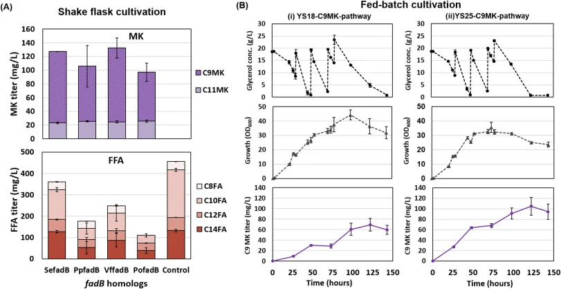 Batch and fed-batch synthesis of 2-nonanone from endogenous decanoic acid. (A) Screening of fadB homologs in batch shake flask cultivations with YS18 (two copies of Cl fatB3) harboring pTrc99a-Mt fadD6-Ps fadM and pBTRCK-Mlu fadE along with different pACYC-”fadB” candidates (Se fadB, Pp fadB, Vf fad