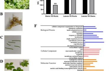 绞股蓝皂苷生物合成后修饰阶段CYP与UGT基因挖掘及表达分析