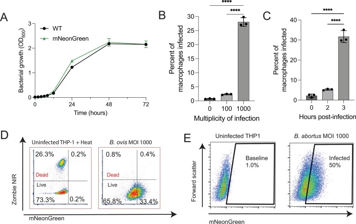 Flow cytometry enables detection of early Brucella infection in THP-1 macrophages. ( A ) Growth curves of WT and mNeonGreen-expressing B. ovis in rich medium over 72 hours post-inoculation. ( B ) Percentage of THP-1 macrophages infected with mNeonGreen B. ovis after 3 hours of infection at MOIs of 1