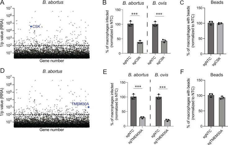 CSK and TMEM30A promote Brucella infection of THP-1 macrophages. ( A and D ) Statistical enrichment plots (1/ P ; dotted line) calculated using the α-RRA algorithm in MAGeCK. CSK ( A ) and TMEM30A ( D ) met the criteria for B. abortus host factors (≥1 log₂ fold change, ≥2 independent sgRNAs, P <