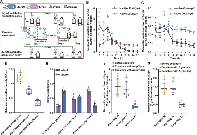 A Schematic diagram of the metabolite-production assay using biosensors during the evolution experiment. At specified time points, samples of the derived Δ lysA or Δ argH populations were cocultured with a complementary ancestral biosensor strain. Growth of the biosensor reflected the total pool of