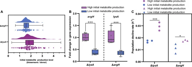 A Distribution of initial metabolite production levels among 100 independent single-colony isolates of ancestral Δ argH and Δ lysA strains, quantified using the biosensor assay. Violin plots showed the full distribution, with embedded box plots indicating the medians and interquartile ranges. B Fold