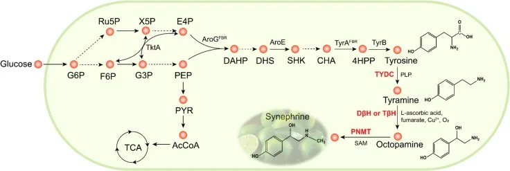 Metabolic pathway of engineered E. coli with heterologous synephrine synthetic pathway introduced. TktA, tran-sketolase; AroG, DAHP synthase; AroK, shikimate dehydrogenase; TyrA, chorismate mutase/prephenate dehydrogenase; TyrB, aromatic amino acid transaminase; TYDC, tyrosine decarboxylase; DβH, do