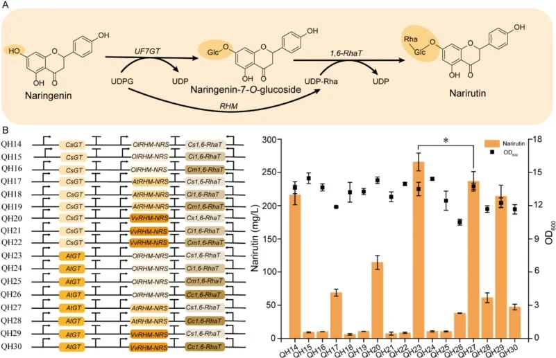 Efficient biosynthesis of narirutin through combinatorial optimization of a glycosylation three-enzyme module. (A) The biosynthetic pathway from naringenin to narirutin involves three enzymes (UF7GT, RHM, and 1,6-RhaT) and two glycosyl donors (UDPG and UDP-rhamnose). (B) Effects of different combina