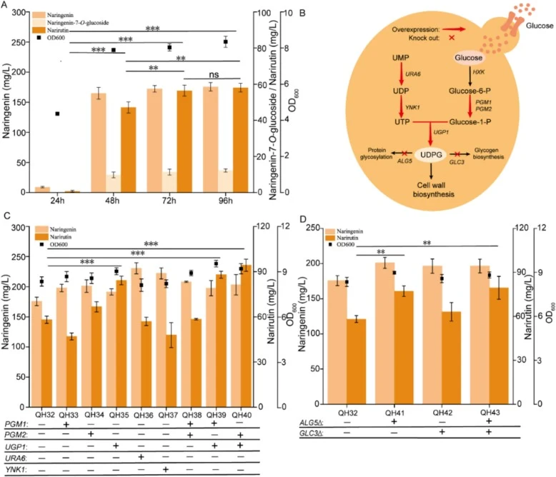 Engineering UDPG metabolism to enhance narirutin production. (A) Metabolite accumulation and cell growth profile of engineered strain QH32 during de novo narirutin biosynthesis. (B) Schematic representation of UDPG engineering modification in S. cerevisiae. Red arrows denote gene overexpression, and