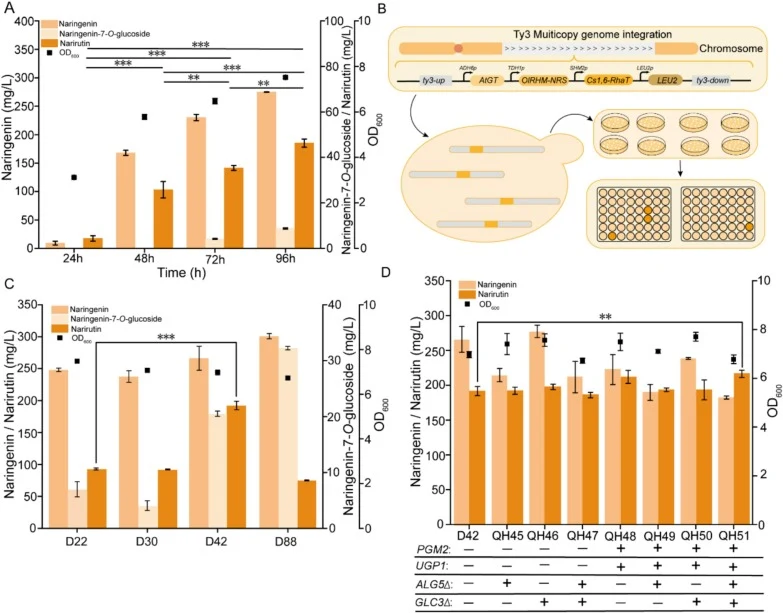 Multi-copy integration strategy for optimized de novo biosynthesis of Narirutin. (A) Metabolite accumulation and cell growth profile of engineered strain QH44 during de novo narirutin biosynthesis. (B) Schematic representation of the multi-copy integration strategy. (C) Shake flask rescreening of st