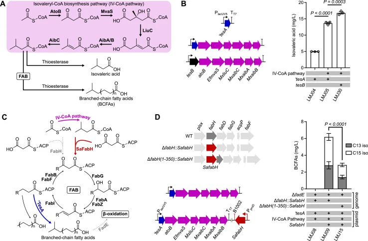 Engineering branched-chain fatty acid (BCFA) production via reconstruction of the isovaleryl-CoA biosynthetic pathway (IV-CoA pathway). (A). Schematic representation of the heterologous IV-CoA pathway, illustrating the conversion of acetyl-CoA into isovaleryl-CoA, which serves as a key precursor for