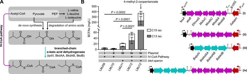 Enhancing BCFA production via co-expression of branched-chain α-keto acid dehydrogenase (BKD) and the IV-CoA pathway. (A) Schematic representation of IV-CoA pathway and BKD for supplying branched-chain acyl-CoA precursors. PEP, phosphoenolpyruvate. (B) Production of BCFAs in strains expressing the I