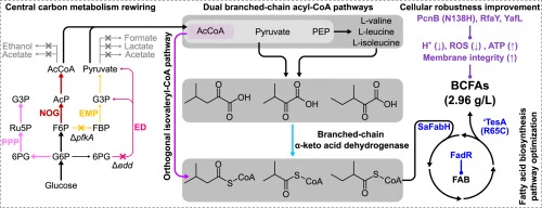 Systems metabolic engineering of Escherichia coli for high-l