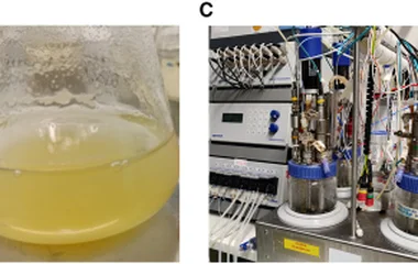 植物细胞培养生产次生代谢物概述:(A)野生型拟南芥植株用于细胞培养;(B)转化拟南芥细胞培养;(C)生物反应器放大培养;(D)