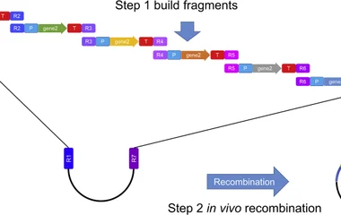 Homologous recombination provides an efficient way to build large vectors. Multi-fragment cloning is no longer difficult
