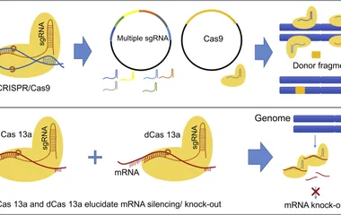 Examples of CRISPR/Cas gene editing for DNA and RNA. (A) CRISPR/Cas enables the knock in of genes or promoter exchanges.
