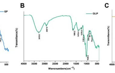 FT-IR spectra of GP ( A ), GLP ( B ) and DOP ( C ).