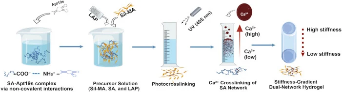 Aptamer-functionalized stiff hydrogel for enhanced BMSC enri