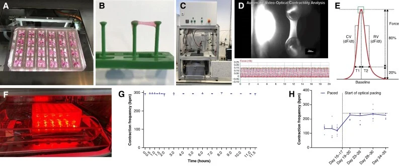 Engineered heart tissue culture, video-optical analysis, and optogenetic pacing. ( A ) Engineered heart tissues in 24-well culture format. ( B ) Single EHT attached to silicone posts. ( C ) Glass-top incubator with video-optical recording system. ( D ) Video-optical recording of single EHT and respe